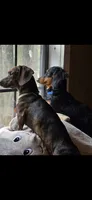 Boy, a male Miniature Dachshund for sale in Centerville, IA – 4 of 4