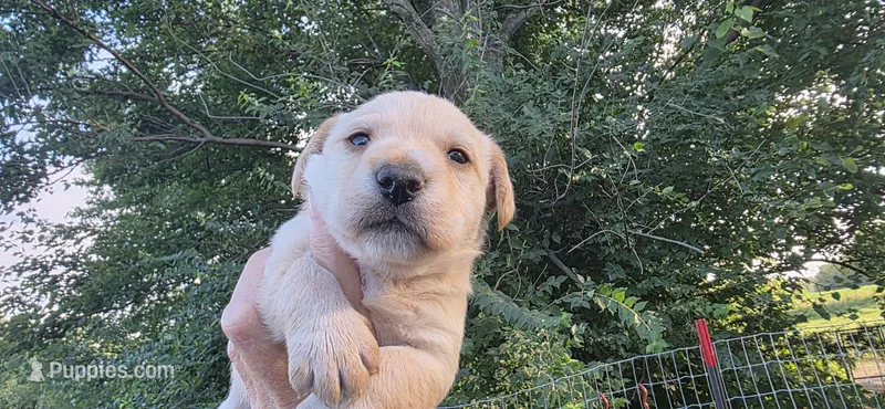 Boy 2 – Scottish Terrier, English Cocker Spaniel puppy for sale in Centerville, IA