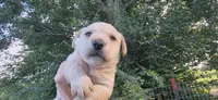 Boy 2, a male Scottish Terrier and English Cocker Spaniel for sale in Centerville, IA – 1 of 4