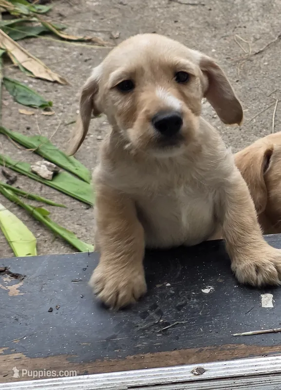 Boy – Cocker Spaniel puppy for sale in Centerville, IA