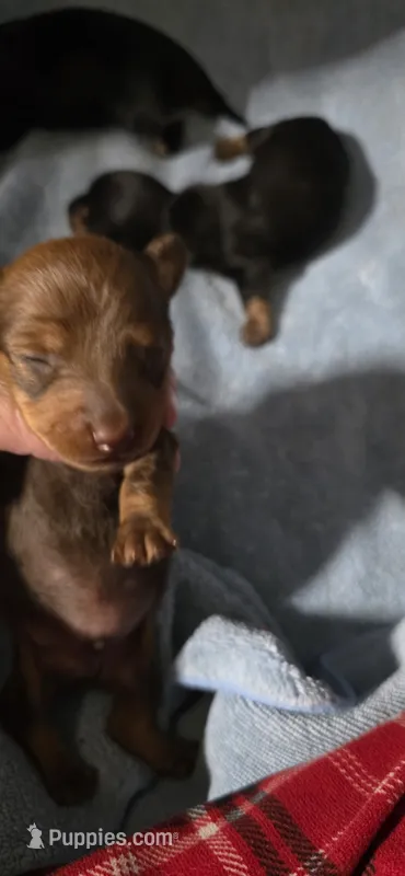Boy 3 – Miniature Dachshund puppy for sale in Centerville, IA