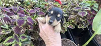 Boy 2 runt, a male Miniature Dachshund for sale in Centerville, IA – 2 of 7