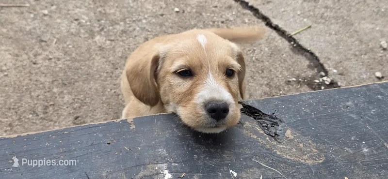 Boy white on head – Cocker Spaniel puppy for sale in Centerville, IA