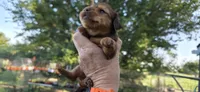 Girl, a female Miniature Dachshund for sale in Centerville, IA – 6 of 10