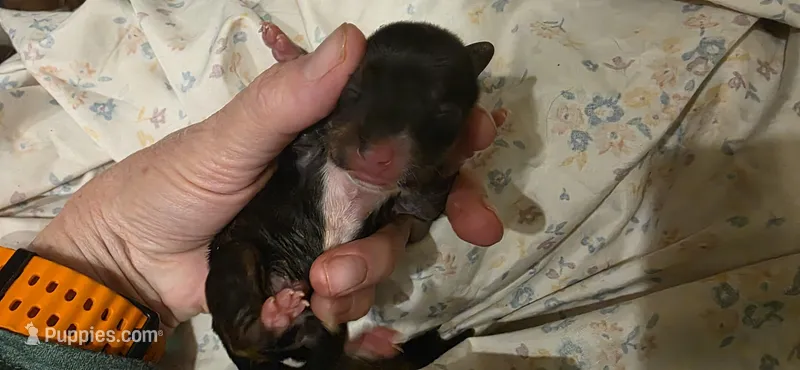 Girl 2 black n white – Miniature Dachshund puppy for sale in Centerville, IA
