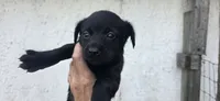 Mini Cocker x f black 1, a female English Cocker Spaniel for sale in Centerville, IA – 3 of 7