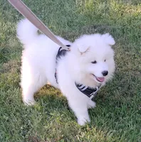 Niko, a male Samoyed for sale in Woodstock, IL – 3 of 6