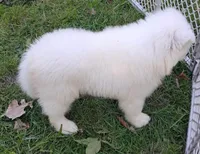 Niko, a male Samoyed for sale in Woodstock, IL – 6 of 6