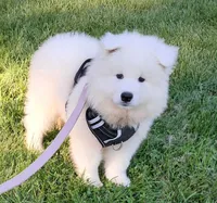 Niko, a male Samoyed for sale in Woodstock, IL – 4 of 6