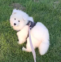 Niko, a male Samoyed for sale in Woodstock, IL – 2 of 6