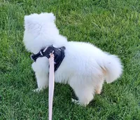 Niko, a male Samoyed for sale in Woodstock, IL – 5 of 6