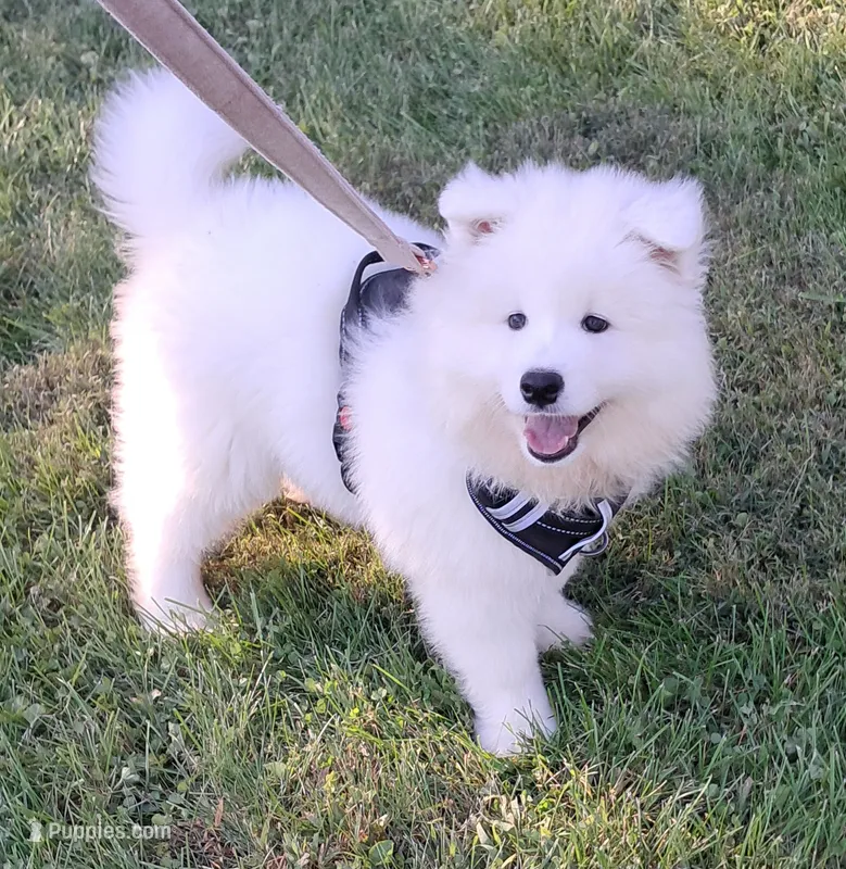 Niko – Samoyed puppy for sale in Woodstock, IL