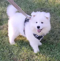 Niko, a male Samoyed for sale in Woodstock, IL – 1 of 6