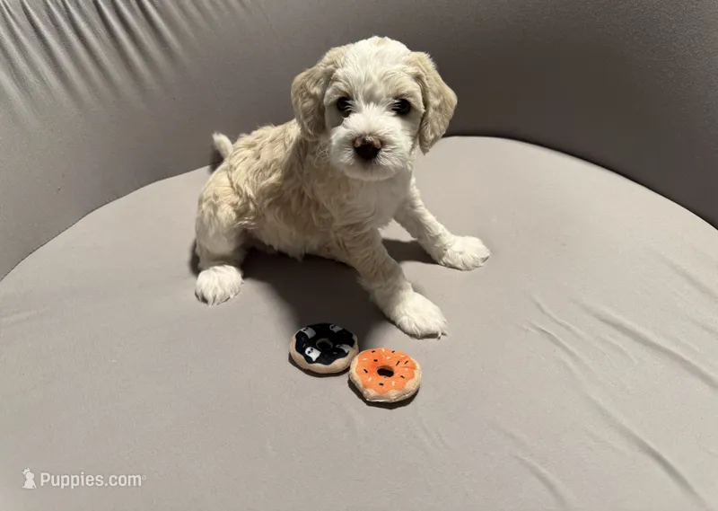 Duncan - blue collar – Miniature Bernedoodle puppy for sale in Brea, CA