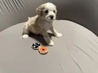 Duncan - blue collar, a male Miniature Bernedoodle for sale in Brea, CA – 4 of 9