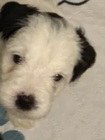 Domino - teal collar, a male Miniature Bernedoodle for sale in Brea, CA – 7 of 10