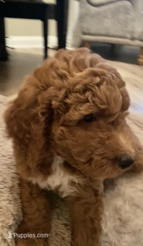 Rusty – Goldendoodle puppy for sale in Brea, CA