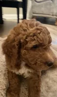 Rusty, a male Goldendoodle for sale in Brea, CA – 1 of 7