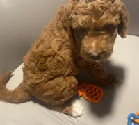 Rusty, a male Goldendoodle for sale in Brea, CA – 4 of 7