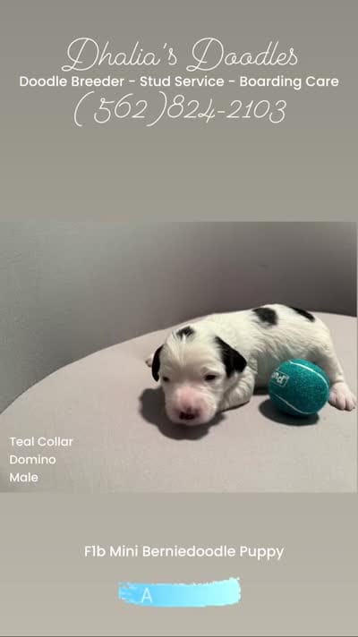 Domino - teal collar, a male Miniature Bernedoodle for sale in Brea, CA – 8 of 10
