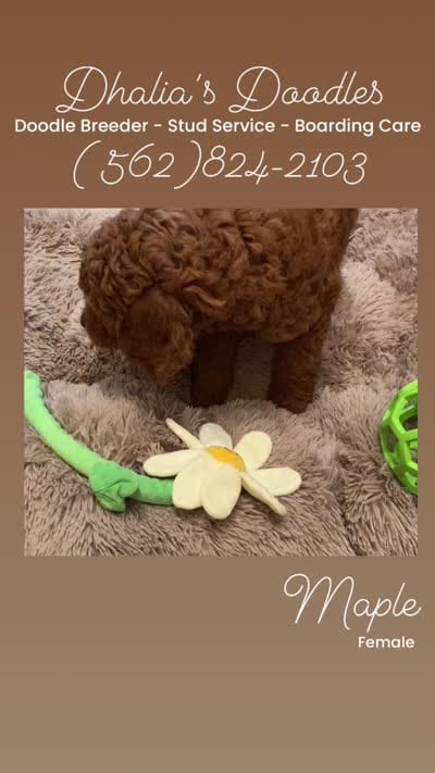 Maple, a female Goldendoodle for sale in Brea, CA – 10 of 10
