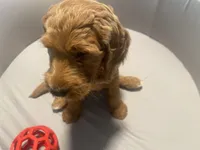 Blaze, a male Goldendoodle for sale in Brea, CA – 2 of 5