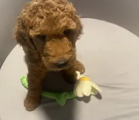 Maple, a female Goldendoodle for sale in Brea, CA – 2 of 10
