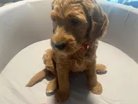 Blaze, a male Goldendoodle for sale in Brea, CA – 5 of 5
