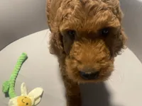 Maple, a female Goldendoodle for sale in Brea, CA – 1 of 10