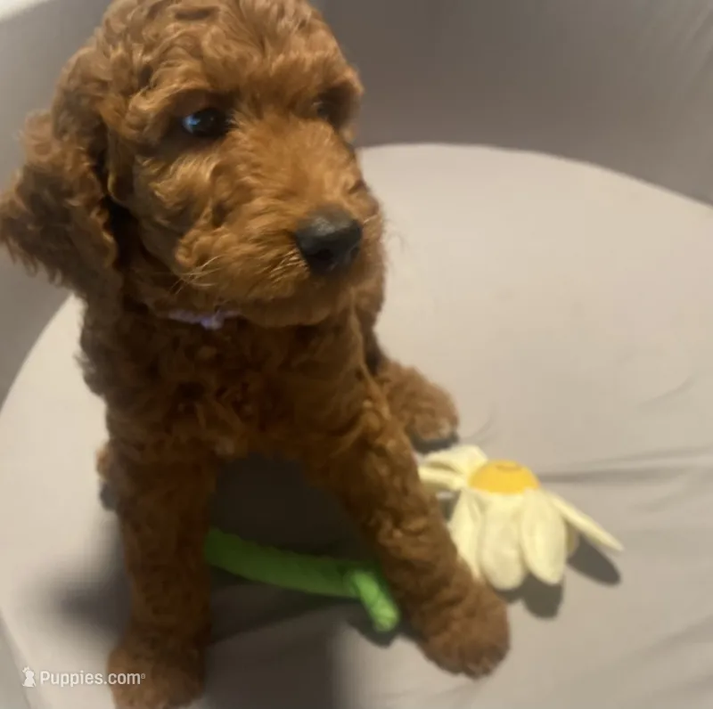 Maple – Goldendoodle puppy for sale in Brea, CA