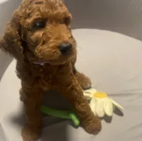Maple, a female Goldendoodle for sale in Brea, CA – 6 of 10