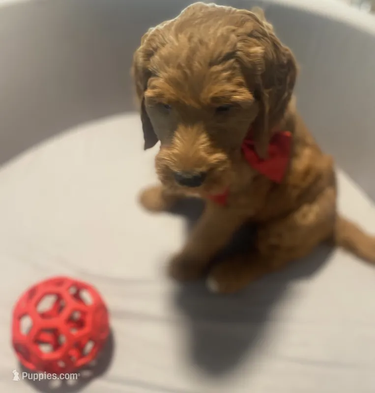 Blaze – Goldendoodle puppy for sale in Brea, CA
