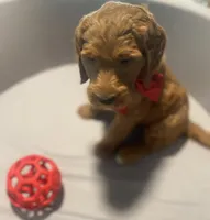 Blaze, a male Goldendoodle for sale in Brea, CA – 1 of 5