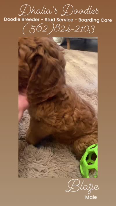 Blaze, a male Goldendoodle for sale in Brea, CA – 3 of 5