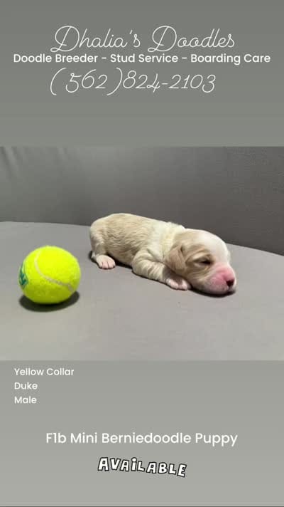 Duke - yellow collar, a male Miniature Bernedoodle for sale in Brea, CA – 4 of 6