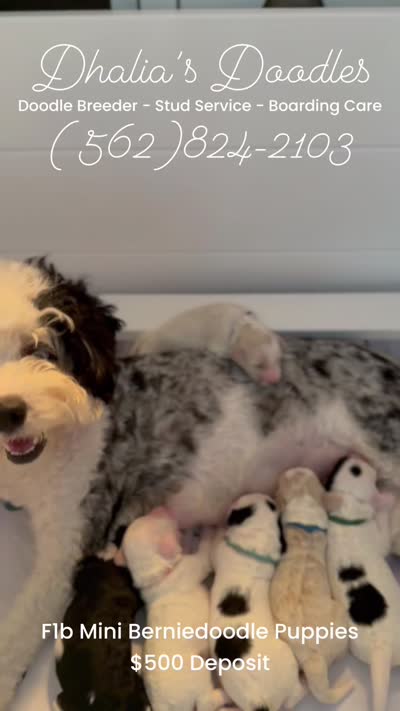Duke - yellow collar, a male Miniature Bernedoodle for sale in Brea, CA – 6 of 6