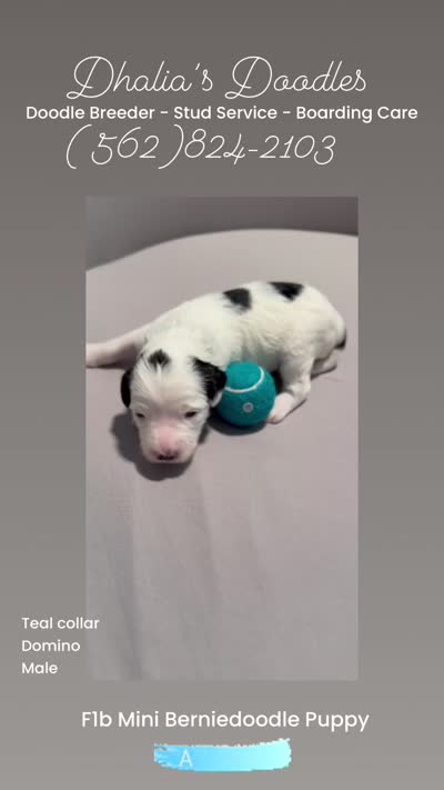 Domino - teal collar, a male Miniature Bernedoodle for sale in Brea, CA – 10 of 10