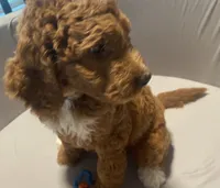 Rusty, a male Goldendoodle for sale in Brea, CA – 2 of 7