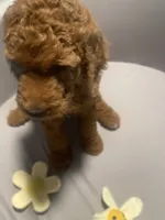Maple, a female Goldendoodle for sale in Brea, CA – 9 of 10