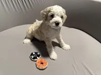Duncan - blue collar, a male Miniature Bernedoodle for sale in Brea, CA – 5 of 9