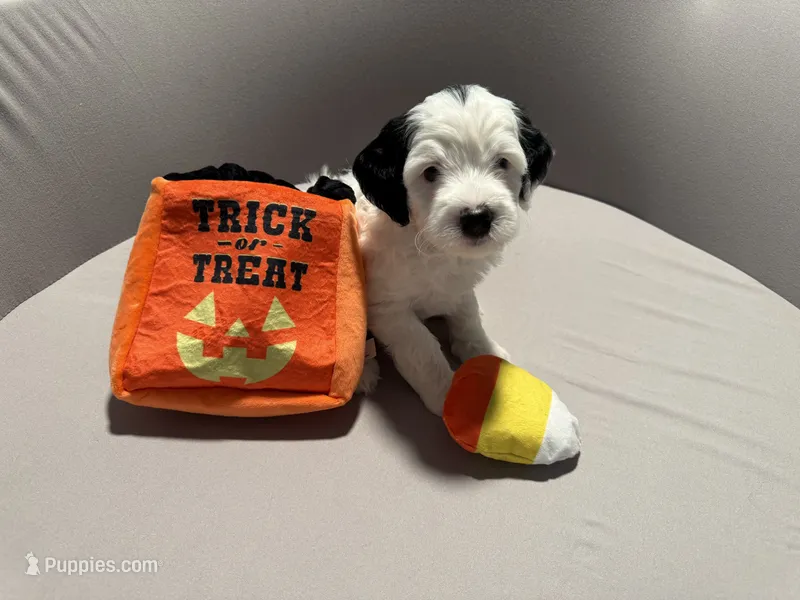 Domino - teal collar – Miniature Bernedoodle puppy for sale in Brea, CA