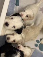 Domino - teal collar, a male Miniature Bernedoodle for sale in Brea, CA – 6 of 10