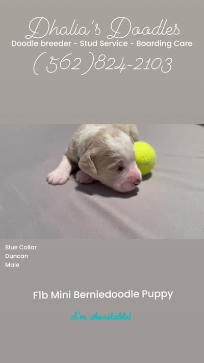 Duncan - blue collar, a male Miniature Bernedoodle for sale in Brea, CA – 8 of 9
