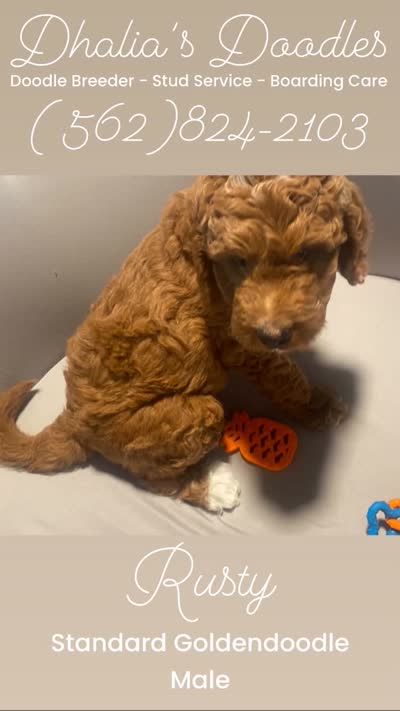 Rusty, a male Goldendoodle for sale in Brea, CA – 5 of 7
