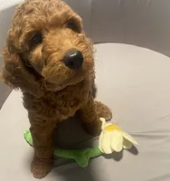 Maple, a female Goldendoodle for sale in Brea, CA – 7 of 10