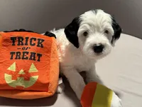 Domino - teal collar, a male Miniature Bernedoodle for sale in Brea, CA – 5 of 10