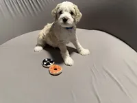 Duncan - blue collar, a male Miniature Bernedoodle for sale in Brea, CA – 6 of 9