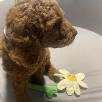 Maple, a female Goldendoodle for sale in Brea, CA – 4 of 10