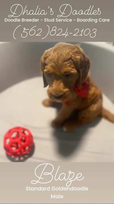 Blaze, a male Goldendoodle for sale in Brea, CA – 4 of 5