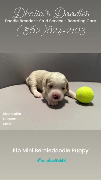 Duncan - blue collar, a male Miniature Bernedoodle for sale in Brea, CA – 7 of 9